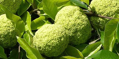 Osage Oranges - Hedge Balls